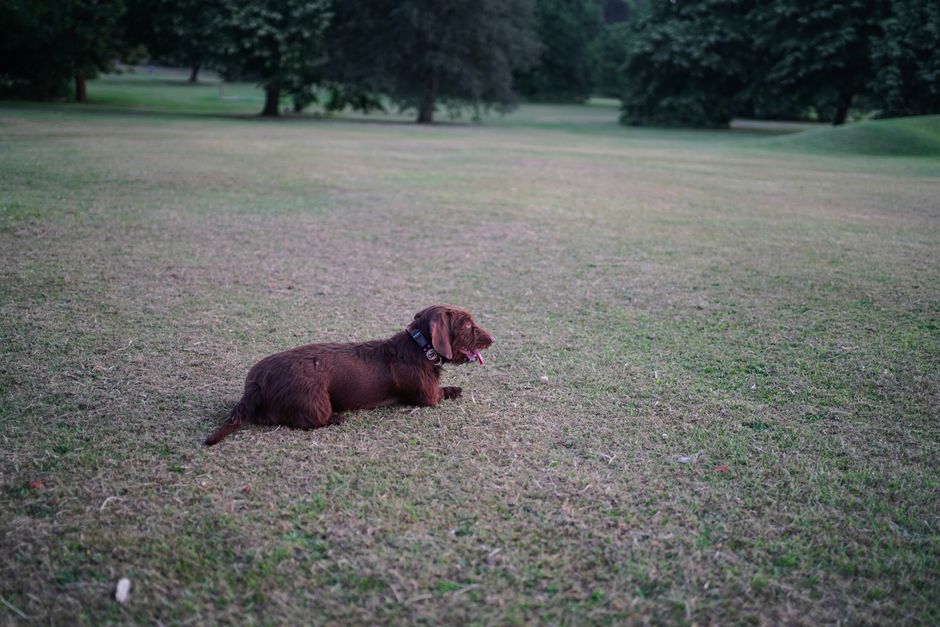 A woman walking her dog along a narrow, curved wooden boardwalk in a lush, green park setting during daytime. The boardwalk is elevated slightly above the surrounding grass and wetlands, with tall gra